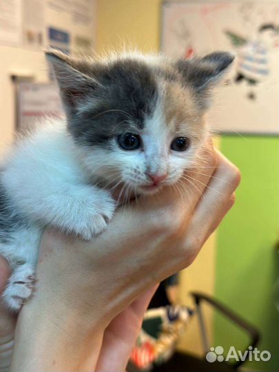 Кошка в дар