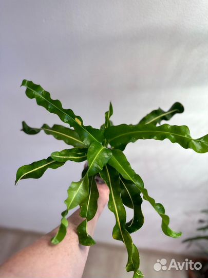 Кротон. Ай я Рат