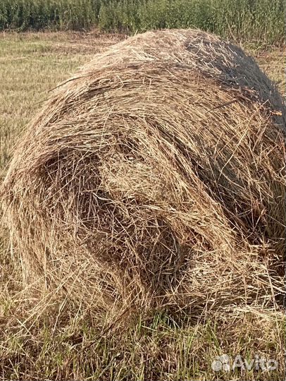 Продам сено, в рулонах, разнотравье вес 250-300