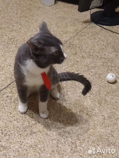 Галстук для Кота