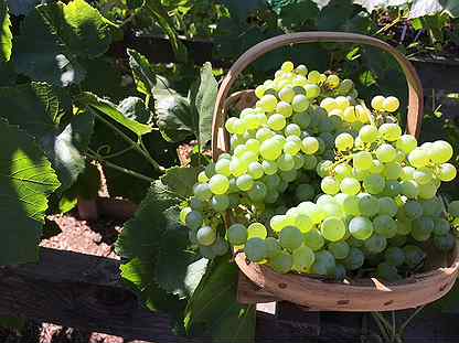 Саженцы неукрывной виноград Любава 5 литров