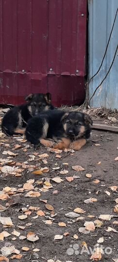 Немецкая овчарка