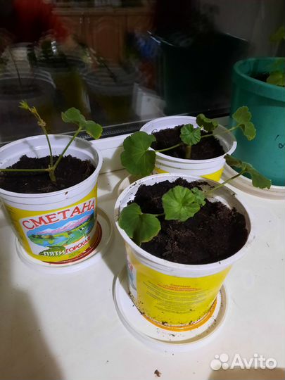 Герань красная