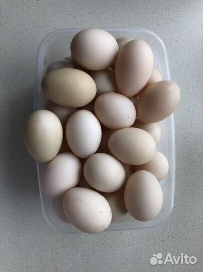 Яйцо домашнее куриное и утиное