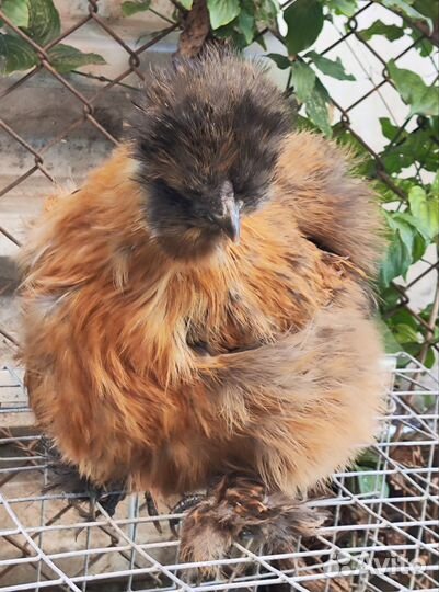 Китайские шелковые куры