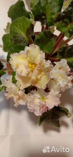 Сортовые фиалки