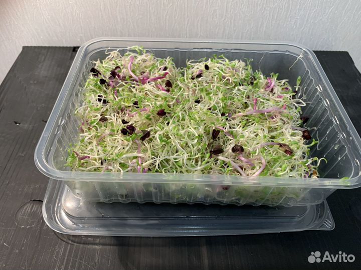 Микрозелень