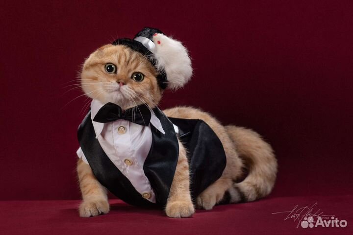 Шотландский золотой (ny 11) вислоухий кот вязка