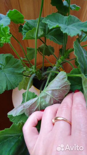 Пеларгония герань сортовая Ю-Мерлизон 2