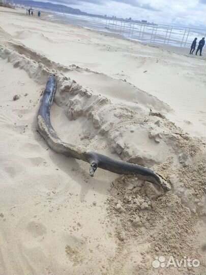 Дрифт Вуд мурена и кит