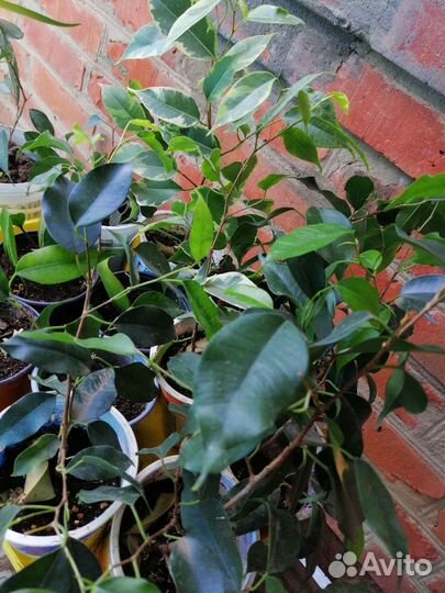 Бенджамина