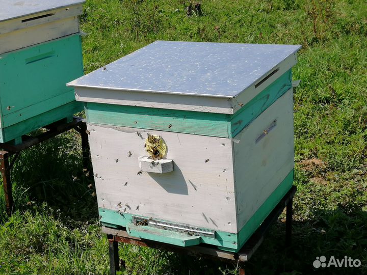 Продам пчелосемьи