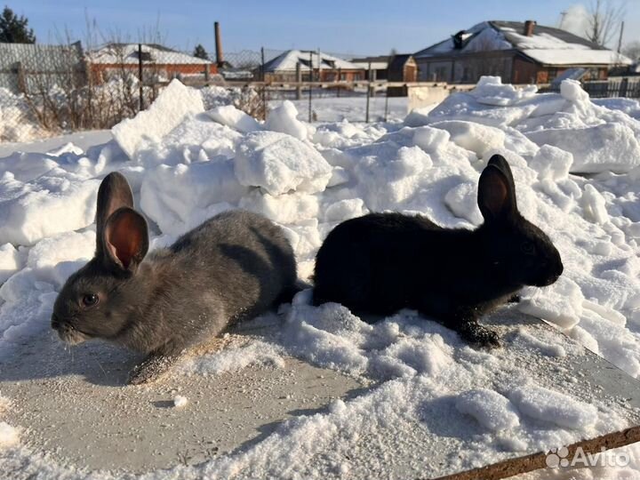 Кролики. Молодняк
