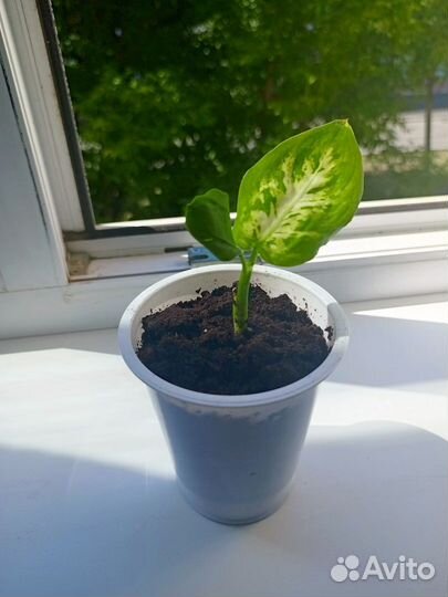 Сансевиерия