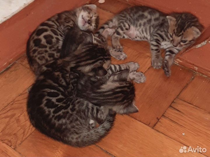 Бенгальские котята