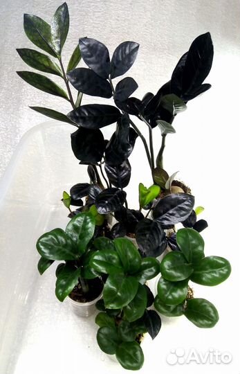 Замиокулькасы Зензи, Равен