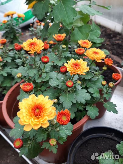 Хрезентема