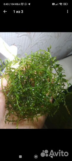 Яванский мох