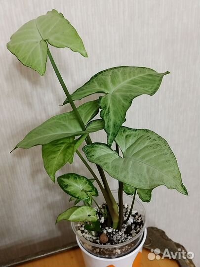 Сингониум Вайт Баттерфляй