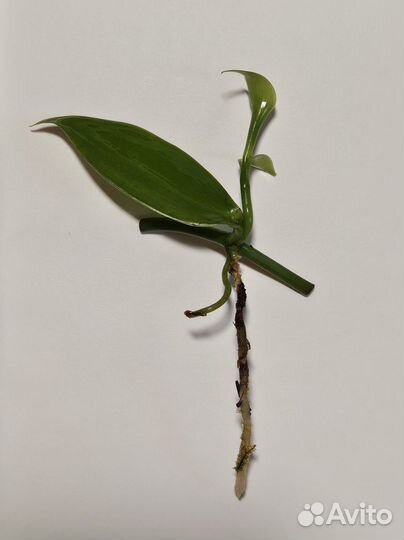 Черенки ванили