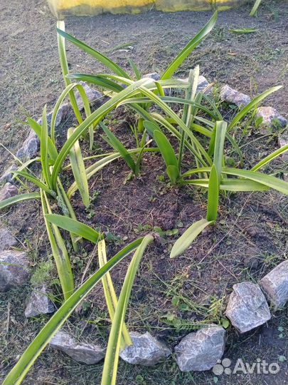 Гиппеаструм амариллис