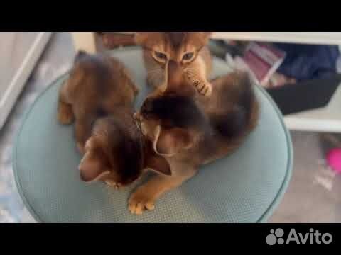 Абиссинские котята фавн соррель дикий объявление продам