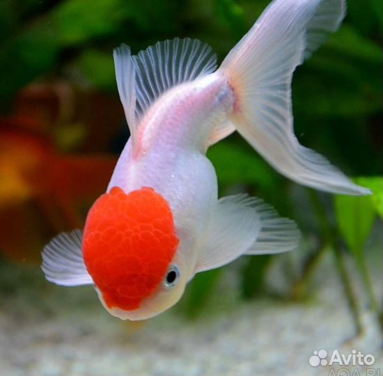 Оранда красная шапочка купить рыбки в магазине
