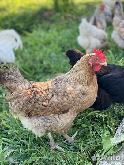 Куры несушки молодые, Не старьё под видом 8-9 мес