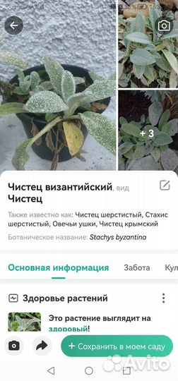 Чистец шерстистый