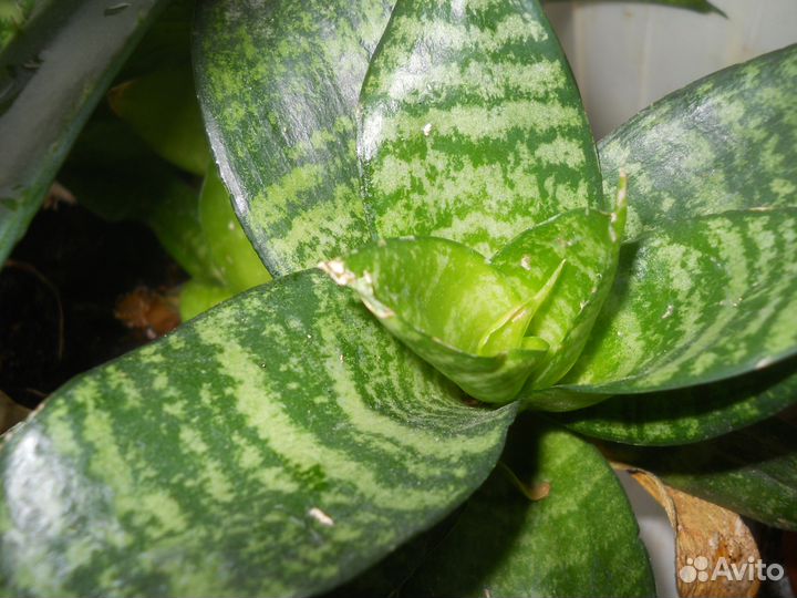 Комнатные цветы