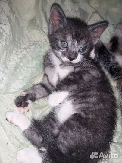 Отдам кошечку