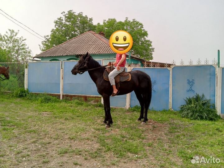 Карачаевский жеребец