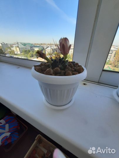 Продаю кактус