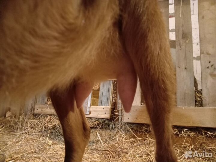 Козел ламанча