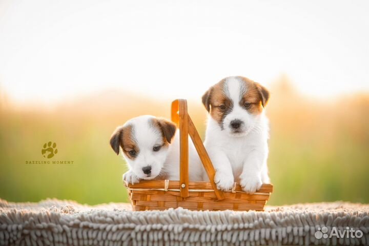 Джек Рассел терьер