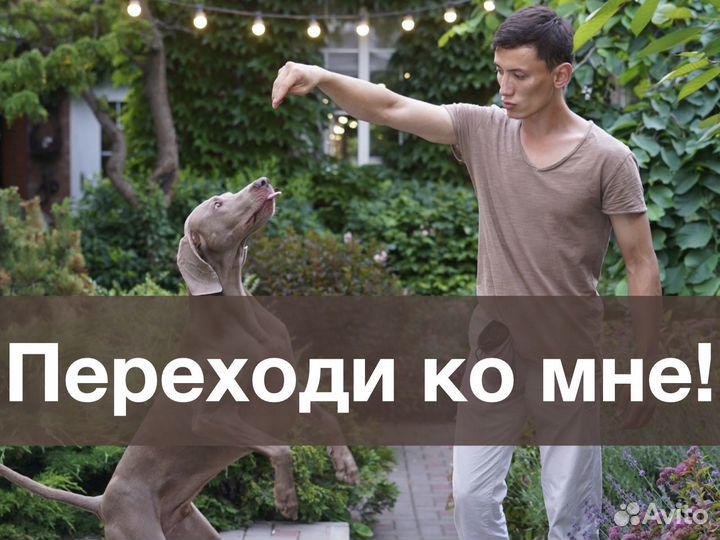 Кинолог, зоопсихолог