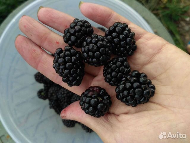 Куст ежевики без шипов. Предзаказ на весну