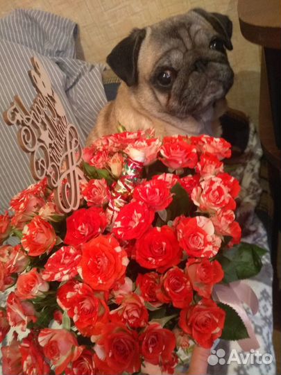 Вязка,Передержка Мопса