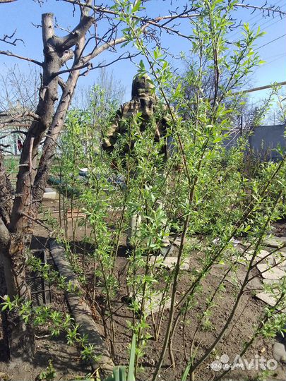 Саженцы верба