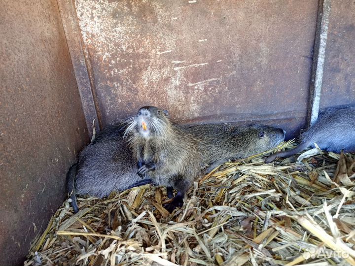 Нутрии на племя