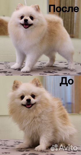 Груминг собак