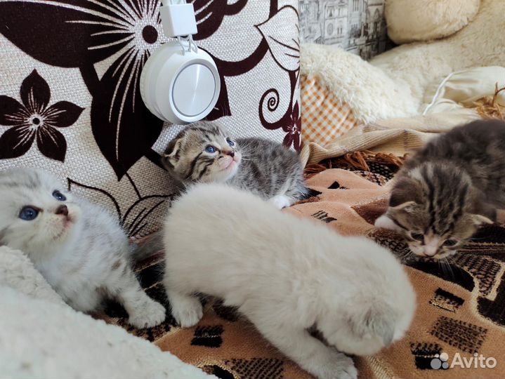 Шотландские вислоухие котята