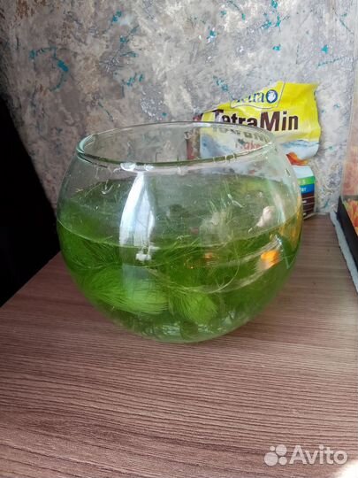 Роголистник в аквариум