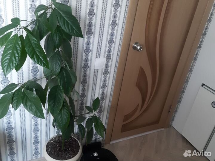 Авокадо дерево