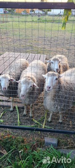 Овцы бараны