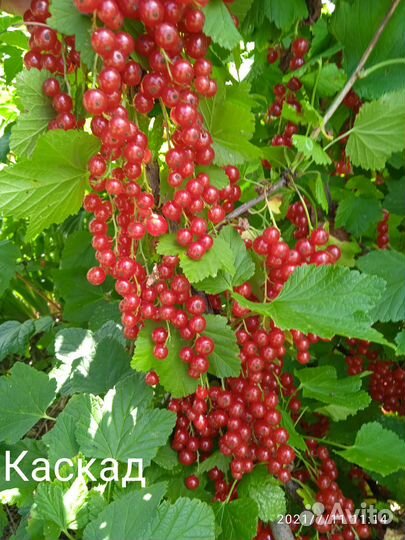 Саженцы крыжовника, смородины