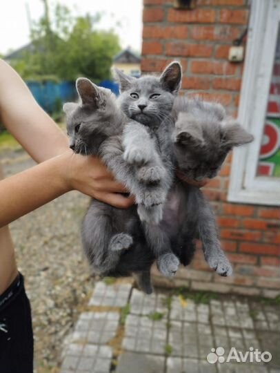 Отдаю котят, 3 девочки, 2 мальчика