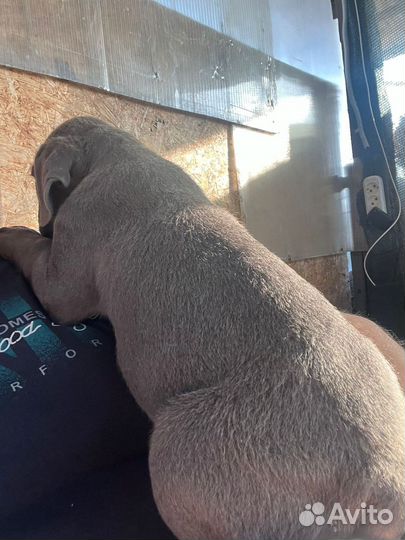 Щенки кане корсо