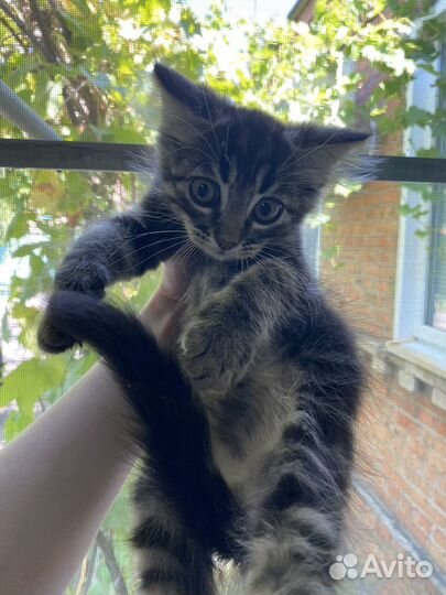 Котенок в добрые руки мальчик