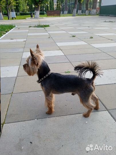 Грумер стрижка собак